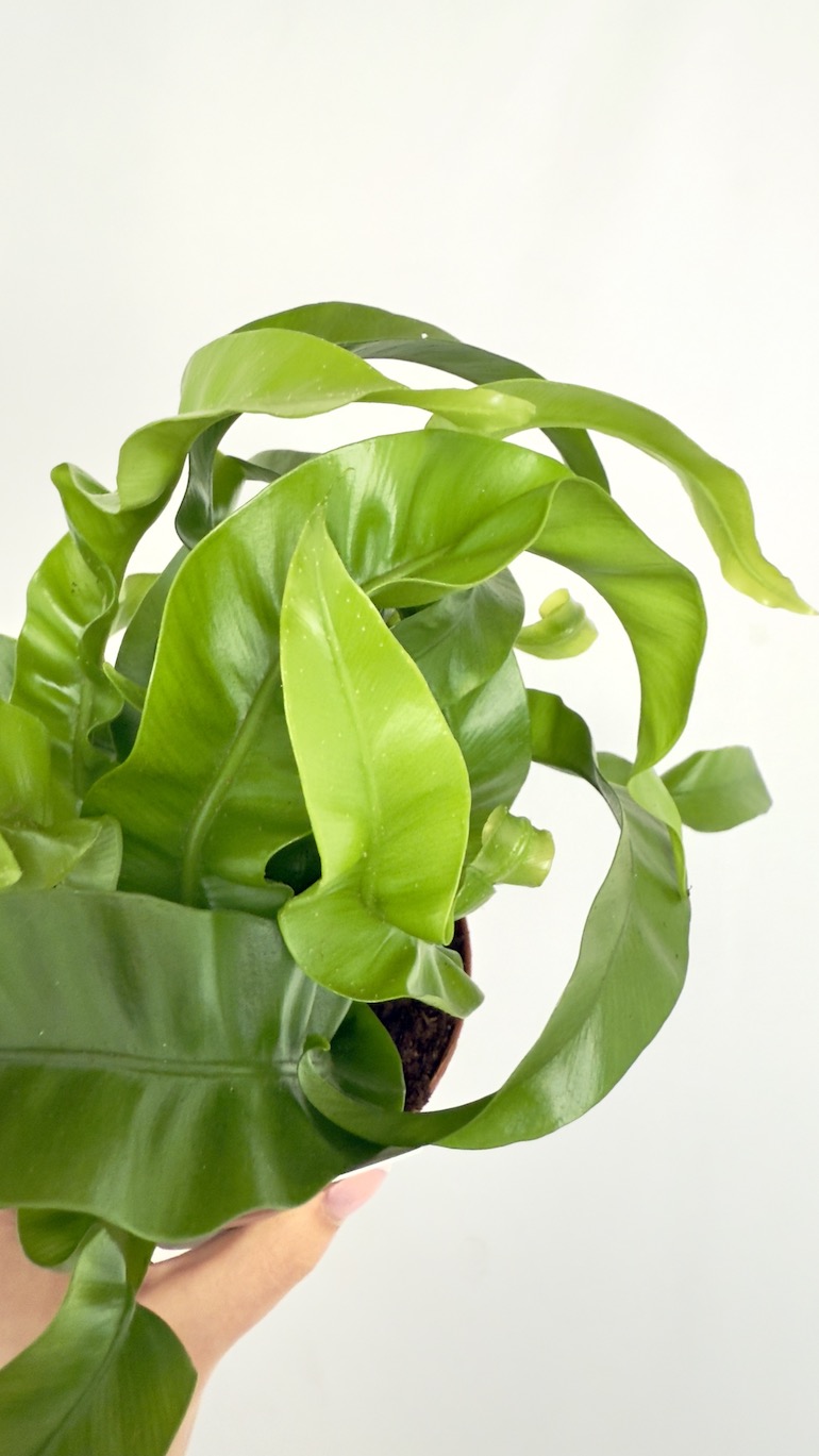 Asplenium Hurricane