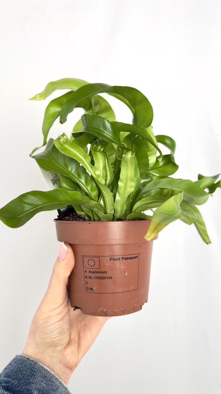 Asplenium Hurricane