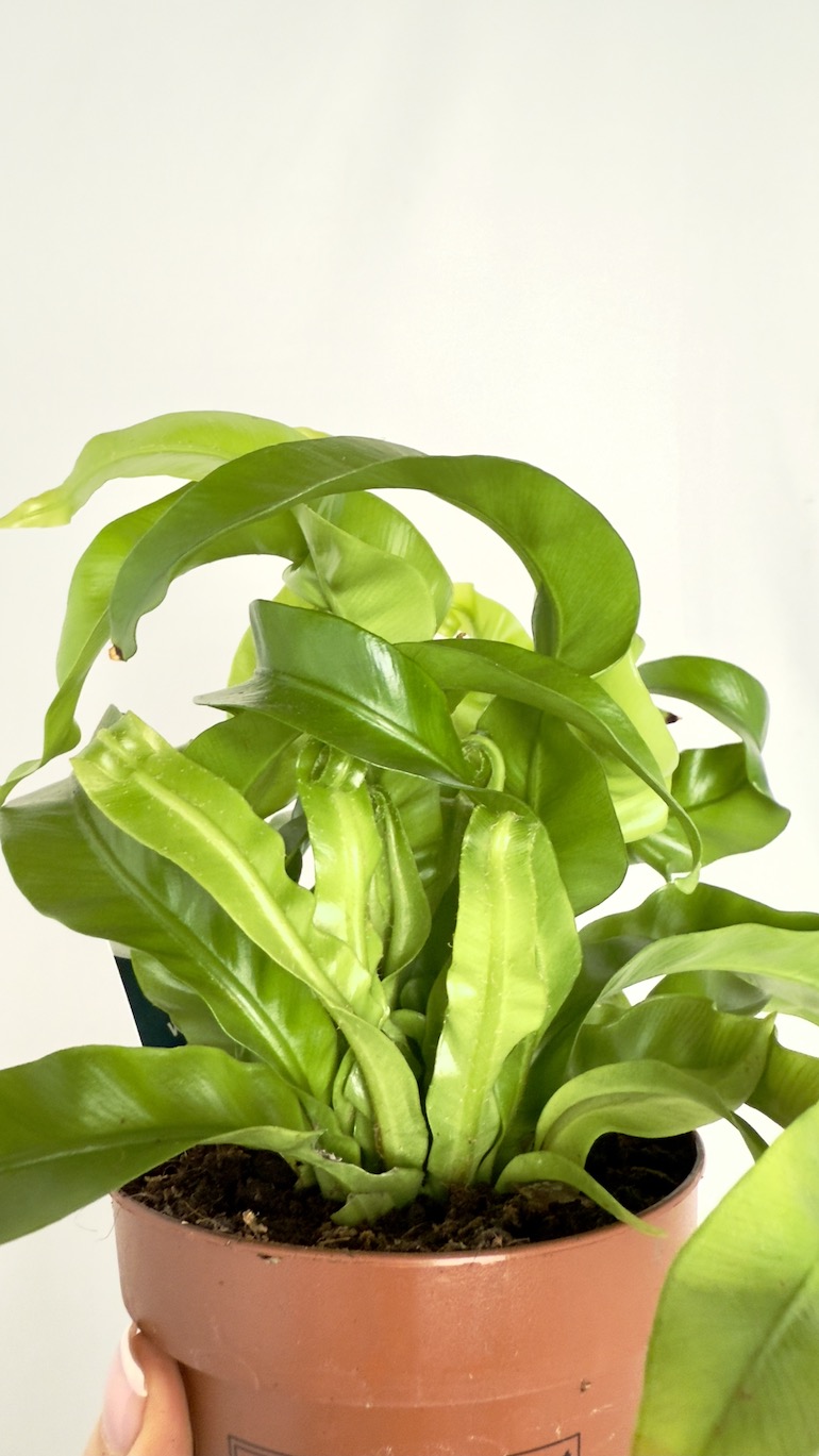 Asplenium Hurricane