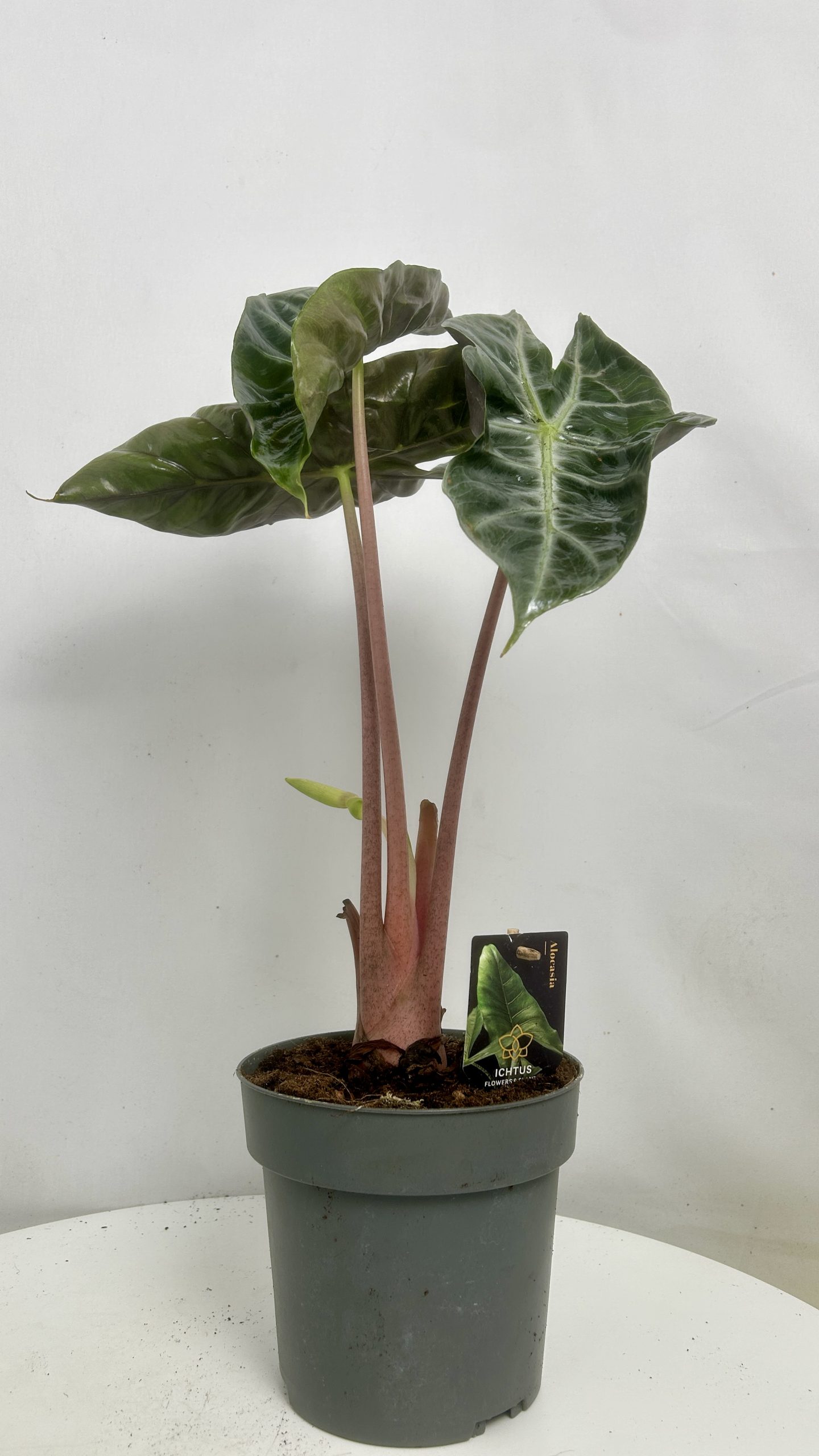 Alocasia Pink Dragon Adopcja