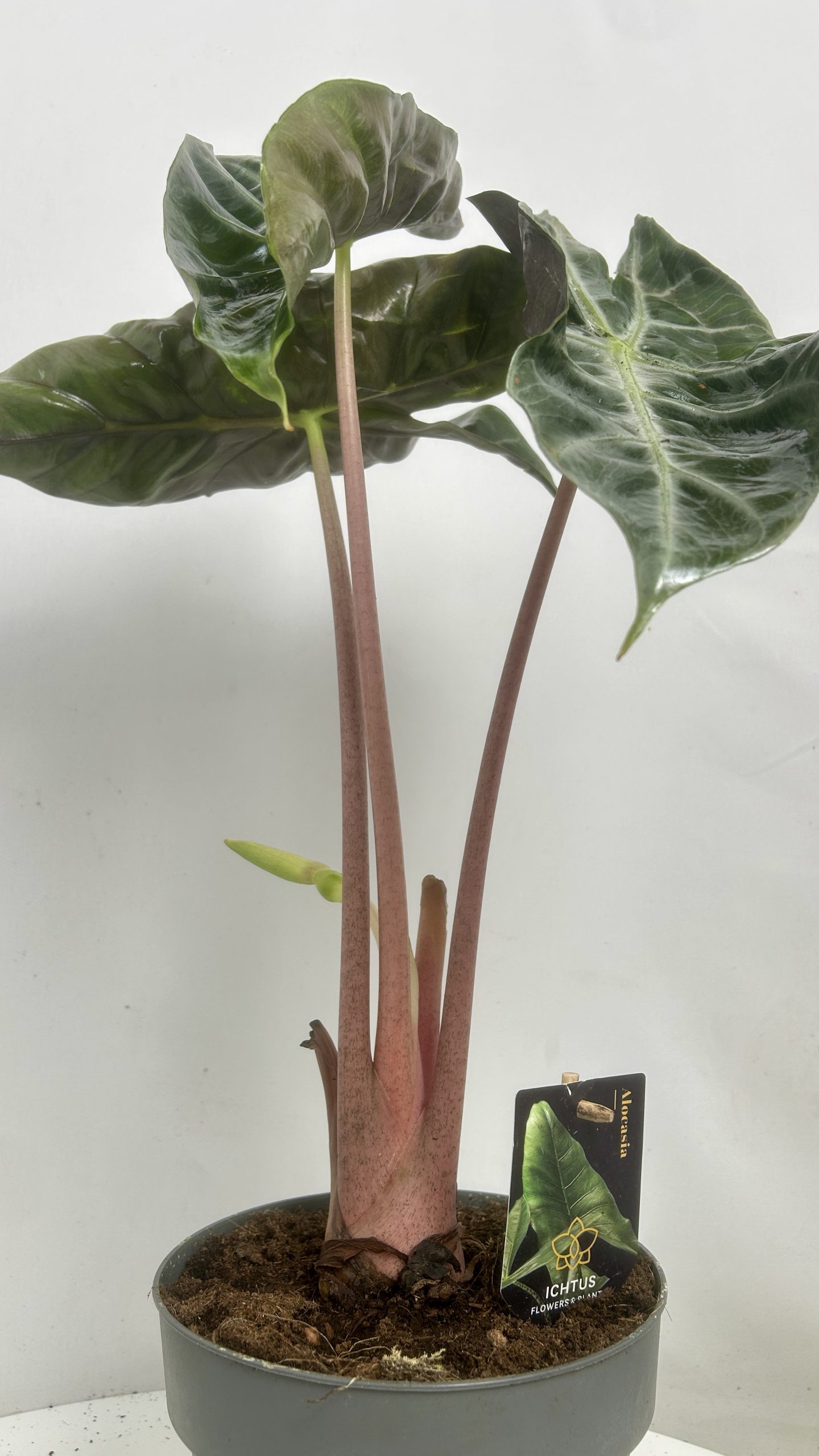 Alocasia Pink Dragon Adopcja