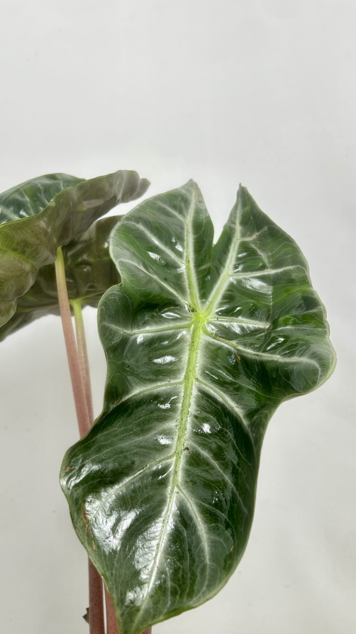 Alocasia Pink Dragon Adopcja