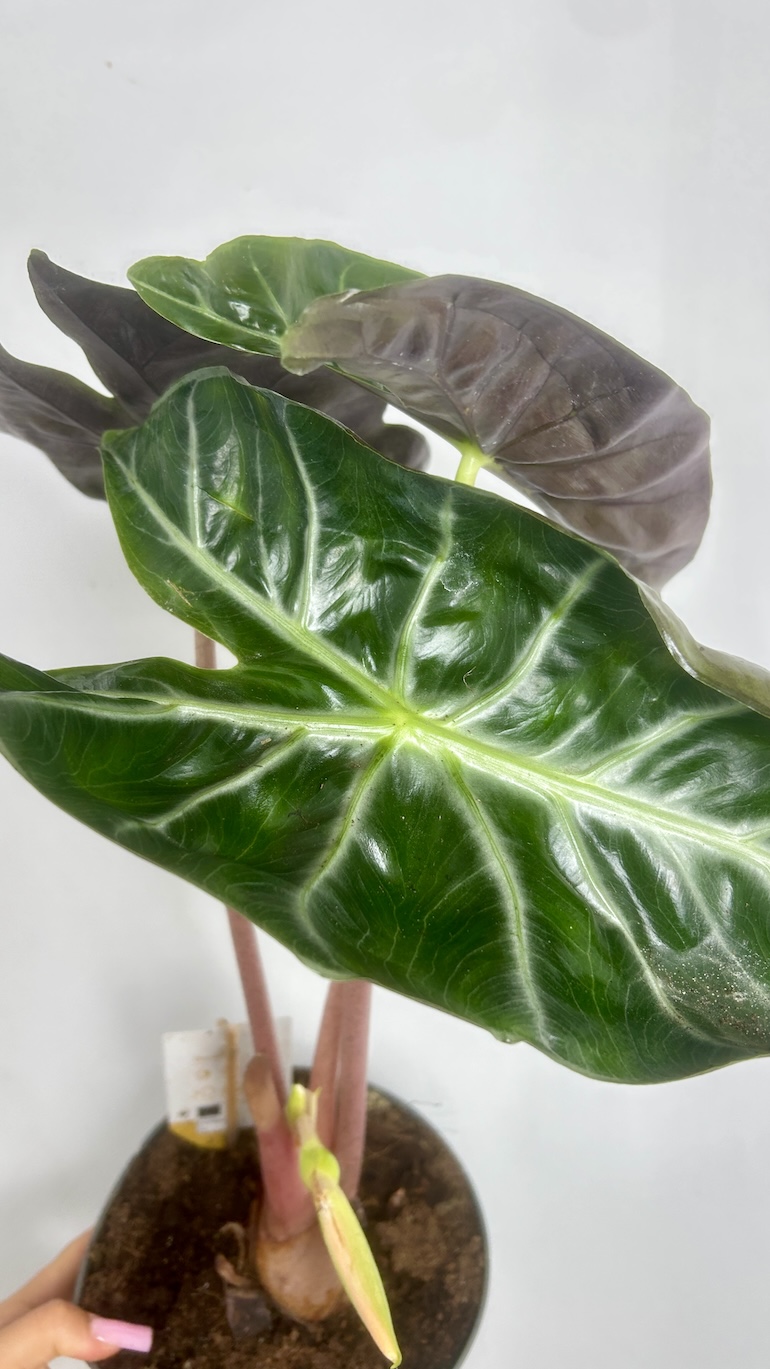 Alocasia Pink Dragon Adopcja