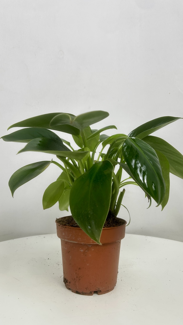 Philodendron Green Princes Adopcja