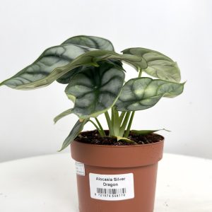 Alocasia Silver Dragon