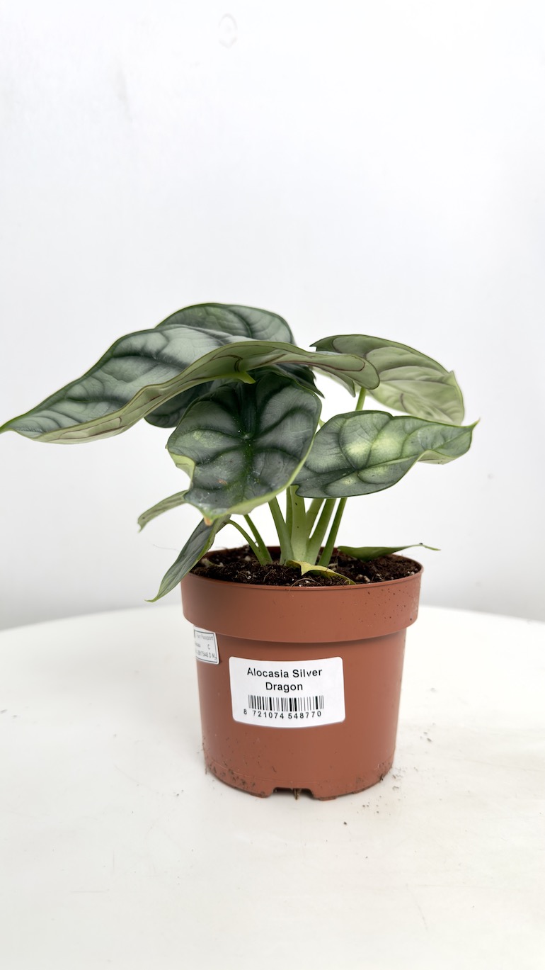Alocasia Silver Dragon