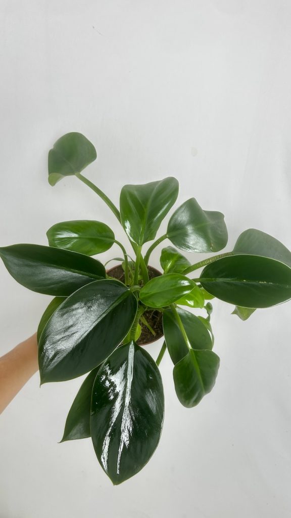 Philodendron Green Princes Adopcja