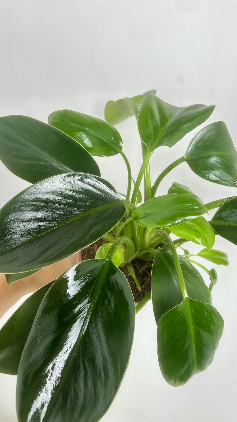 Philodendron Green Princes Adopcja