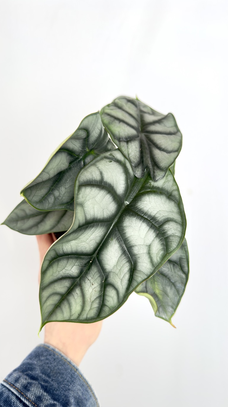 Alocasia Silver Dragon