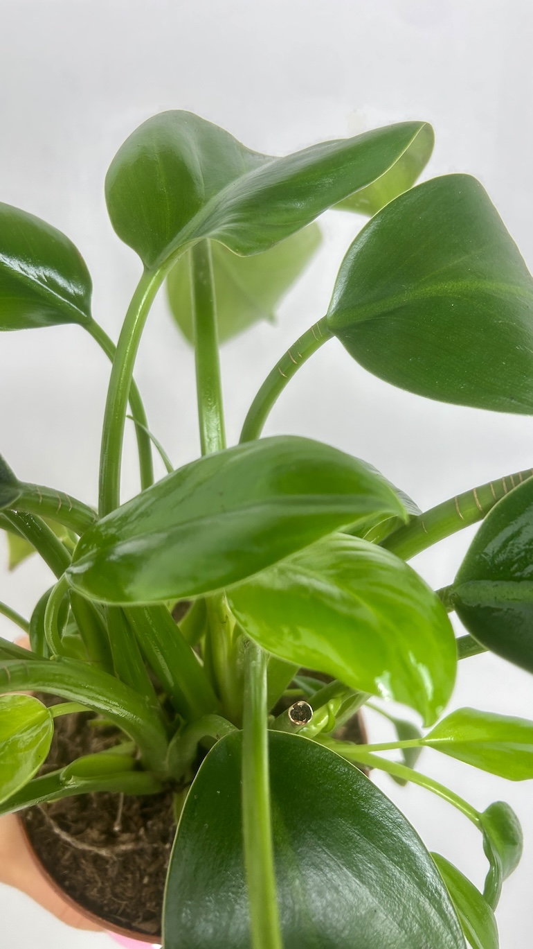 Philodendron Green Princes Adopcja