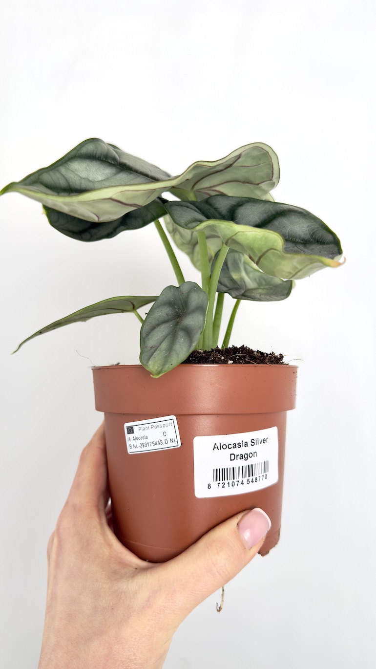 Alocasia Silver Dragon