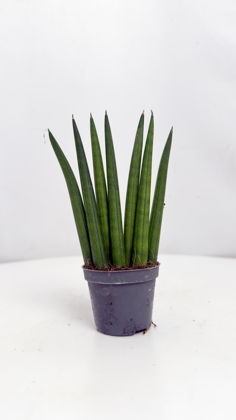 Sansevieria Cylindrica Fan