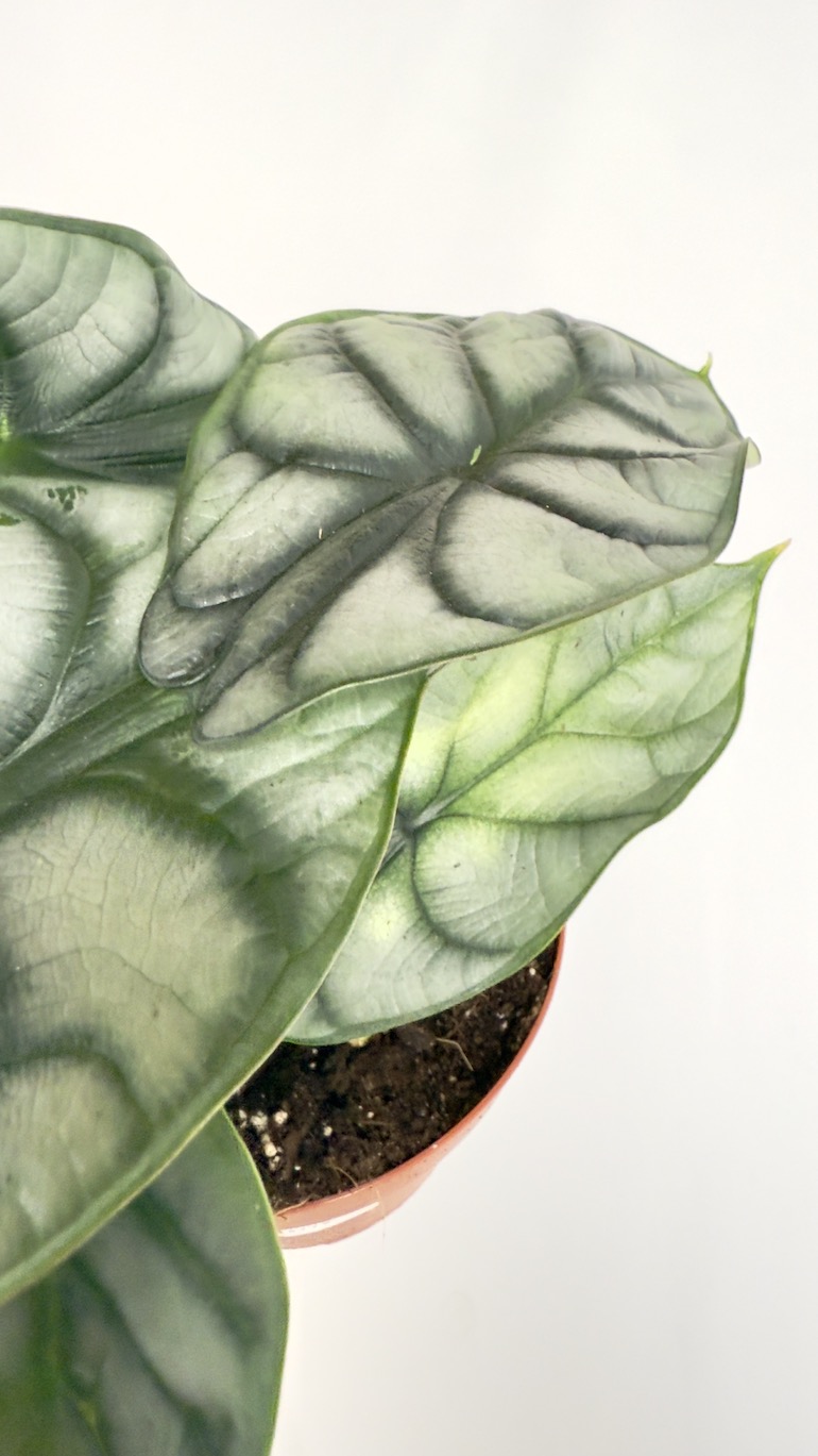 Alocasia Silver Dragon