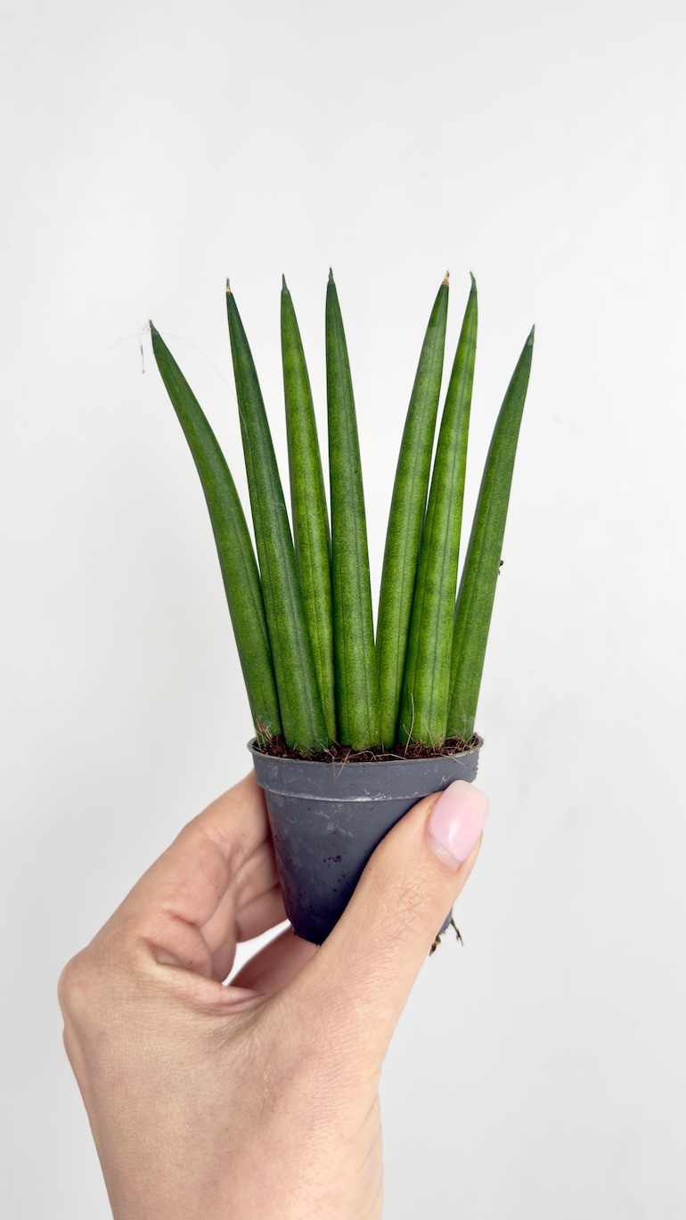 Sansevieria Cylindrica Fan