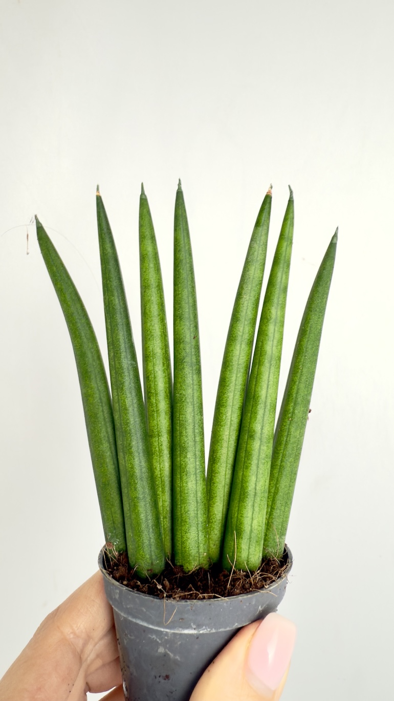 Sansevieria Cylindrica Fan