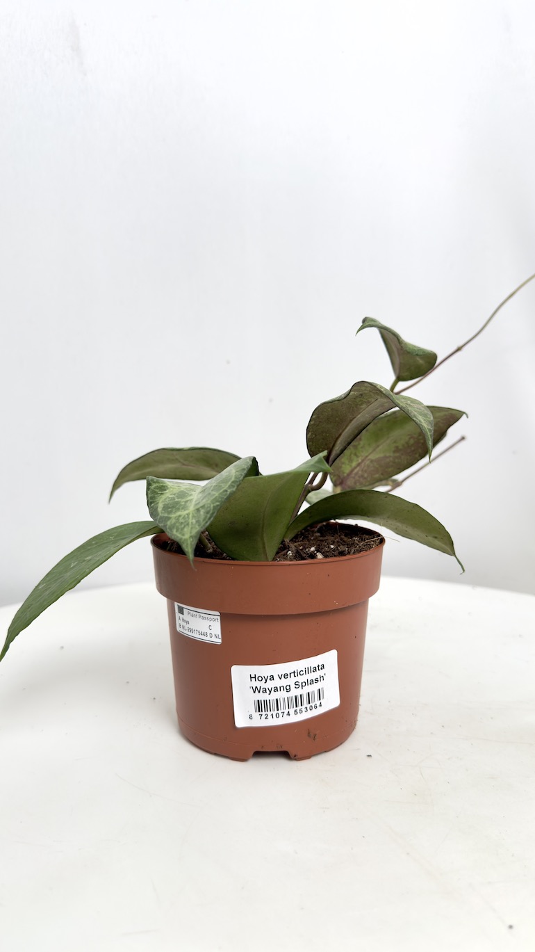 Hoya Verticillata Wayang Splash