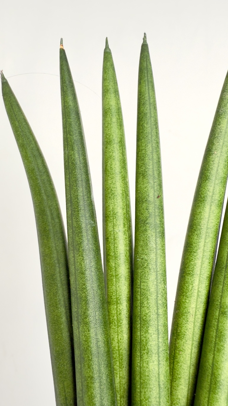 Sansevieria Cylindrica Fan