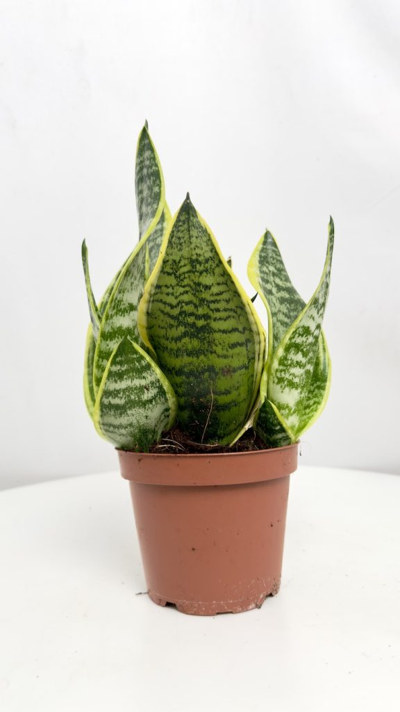 Sansevieria Futura Superba
