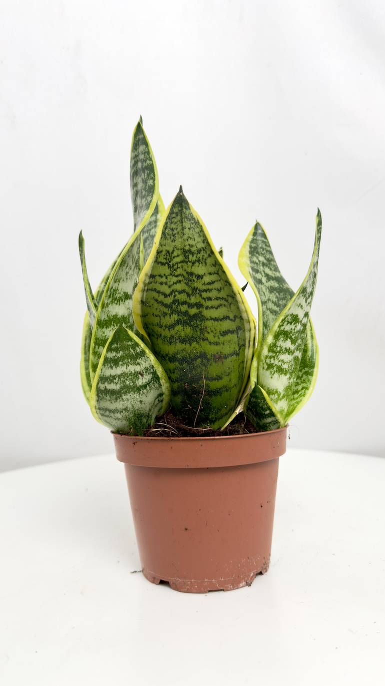 Sansevieria Futura Superba