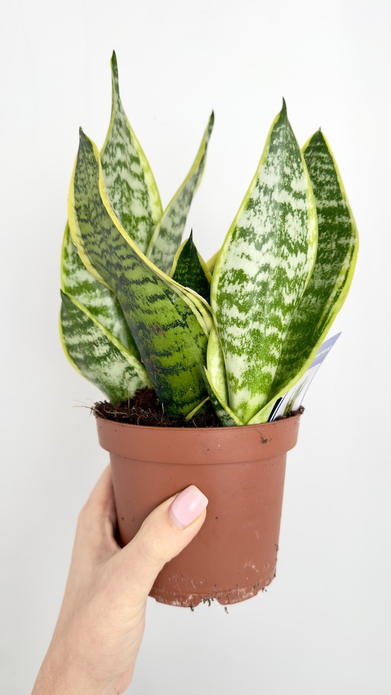 Sansevieria Futura Superba