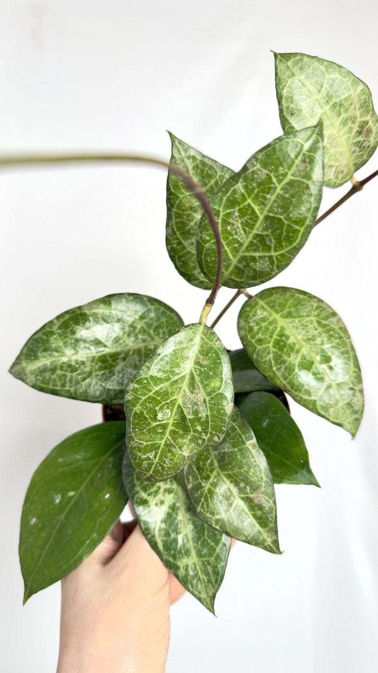 Hoya Verticillata Wayang Splash