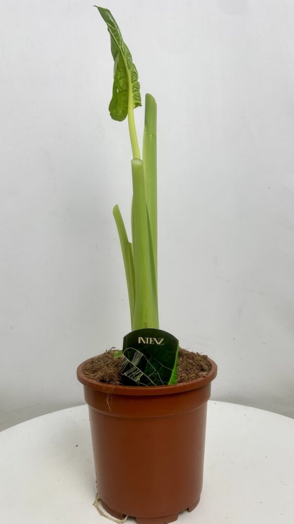 Alocasia Macrorrhiza Adopcja