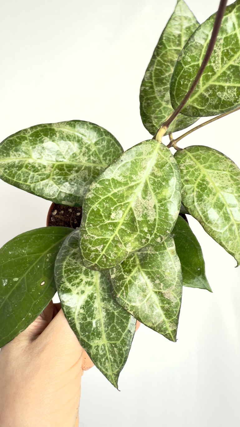 Hoya Verticillata Wayang Splash