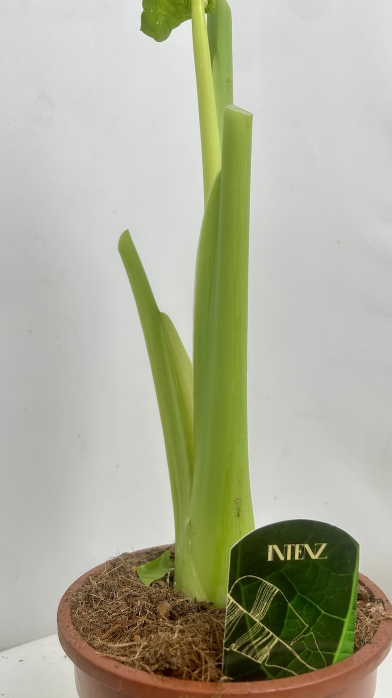 Alocasia Macrorrhiza Adopcja