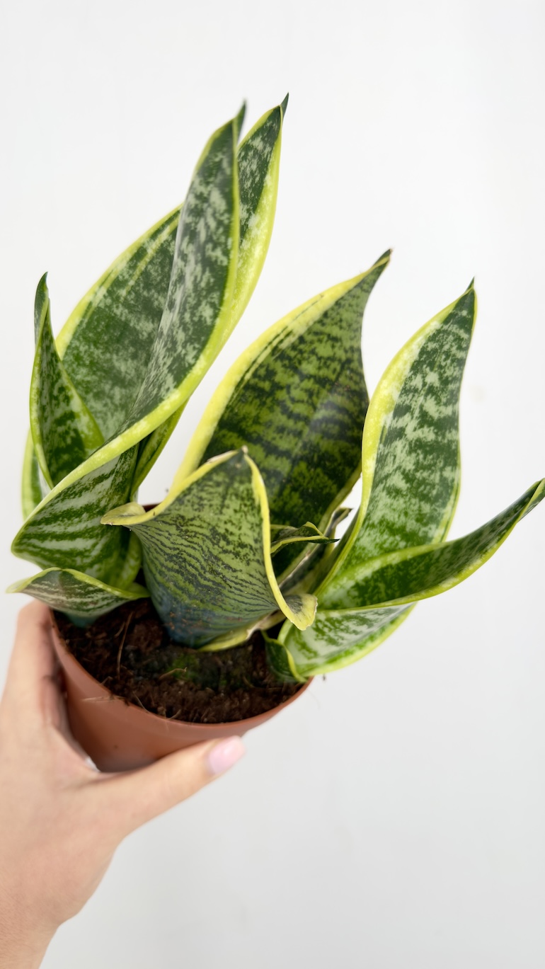 Sansevieria Futura Superba