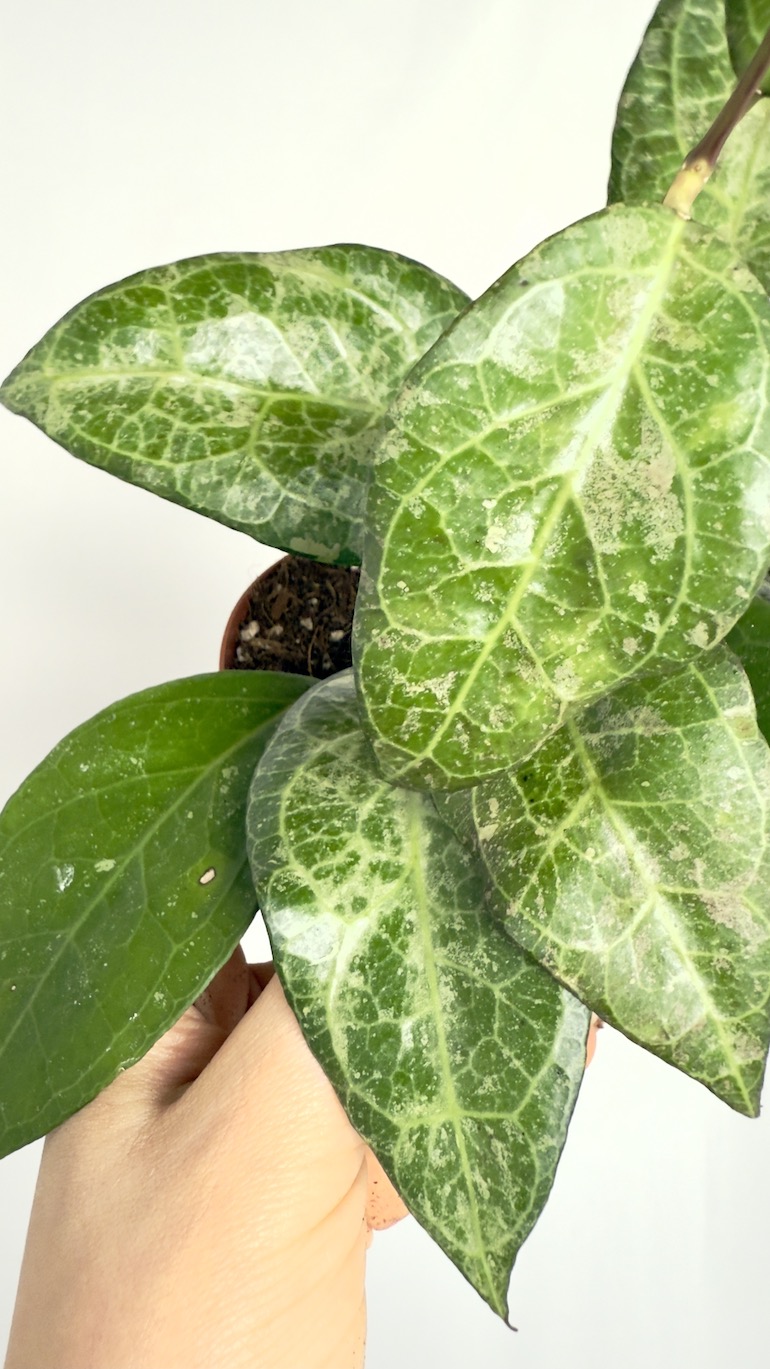 Hoya Verticillata Wayang Splash