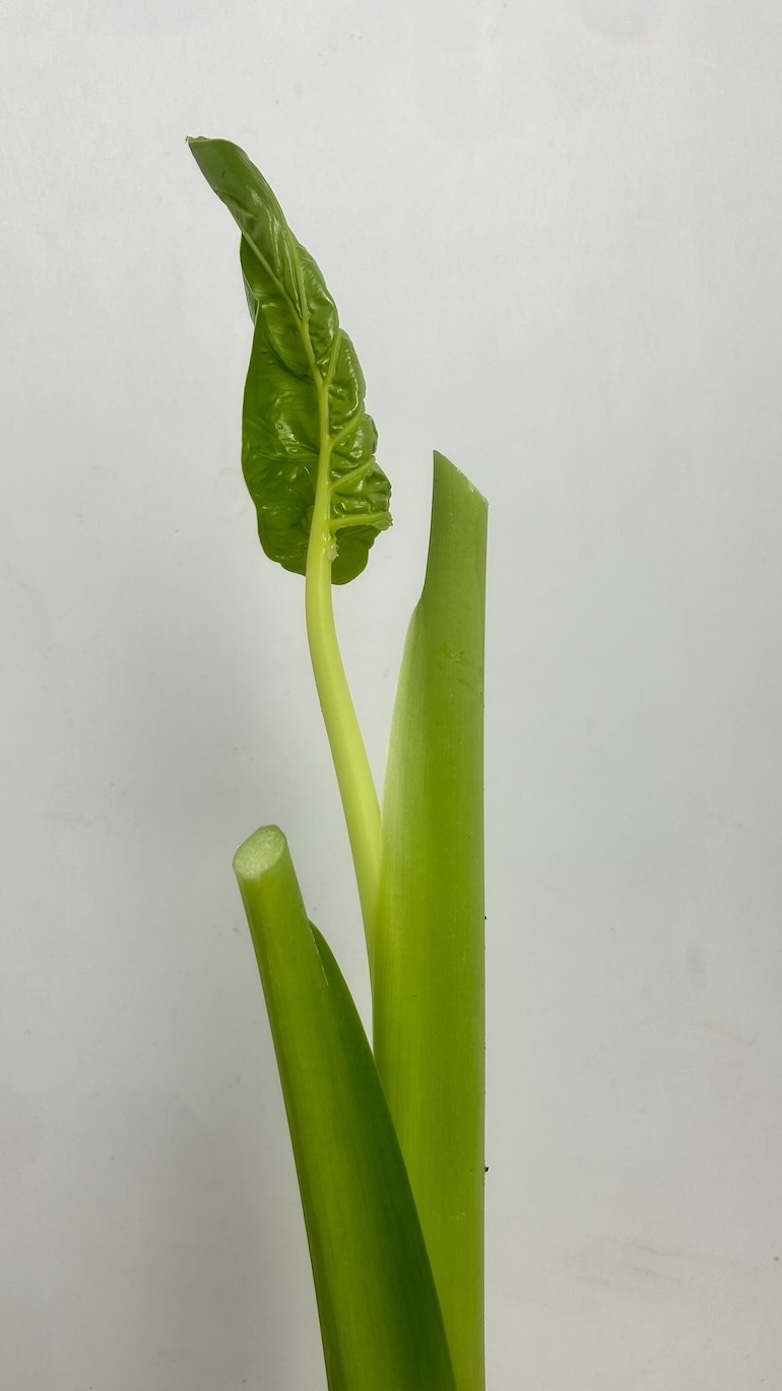 Alocasia Macrorrhiza Adopcja