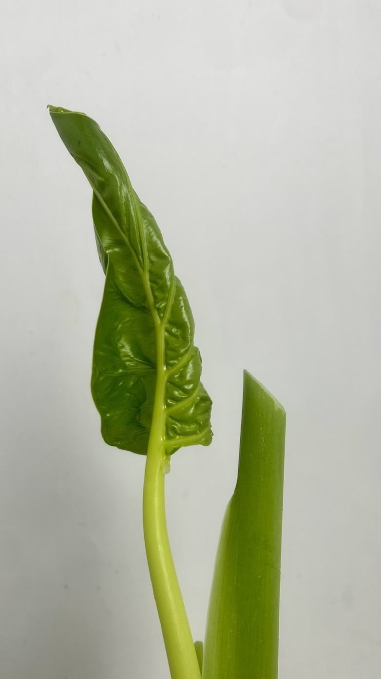 Alocasia Macrorrhiza Adopcja