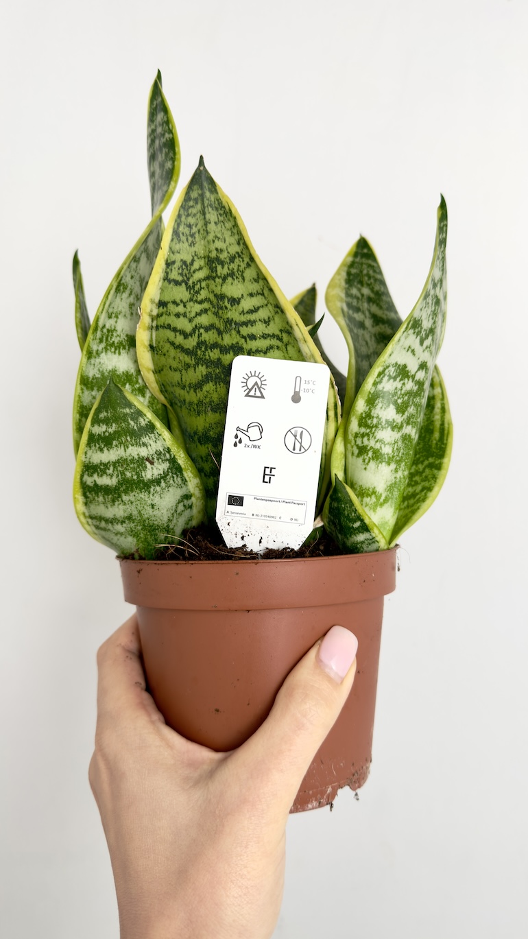 Sansevieria Futura Superba