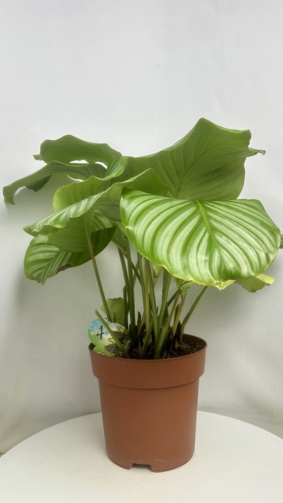 Calathea Orbiforlia Adopcja