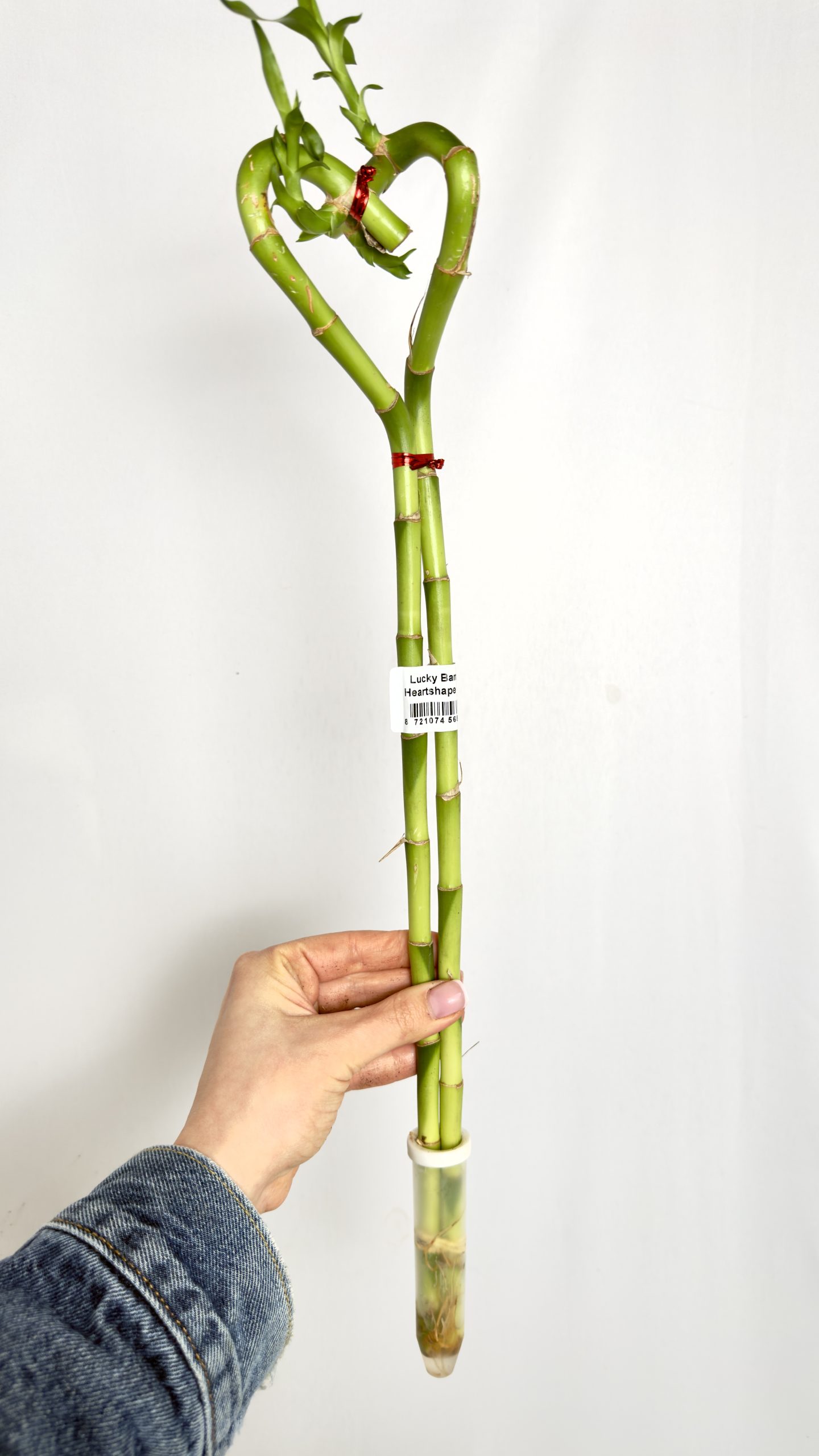Lucky Bamboo Heartshape