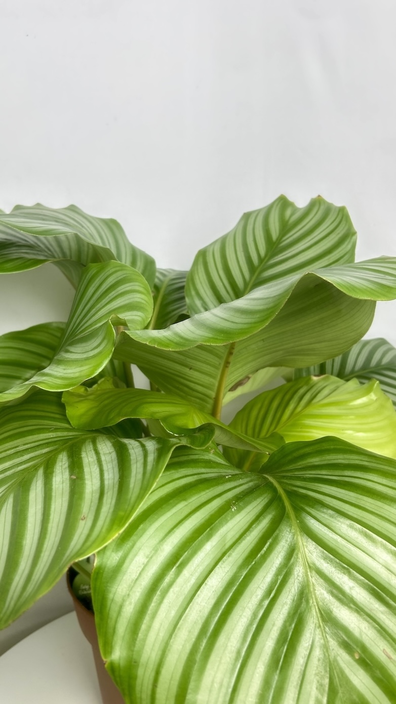 Calathea Orbiforlia Adopcja