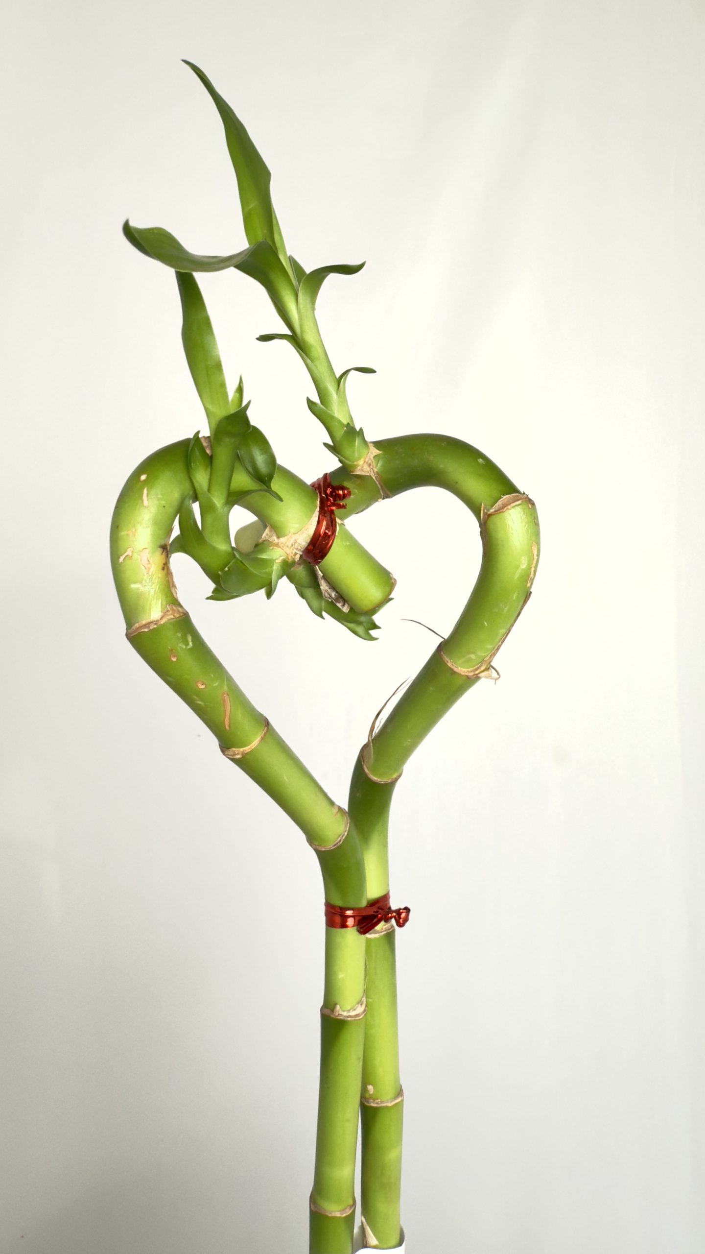 Lucky Bamboo Heartshape