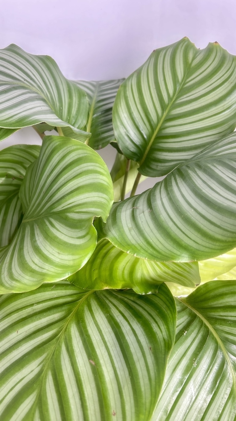 Calathea Orbiforlia Adopcja