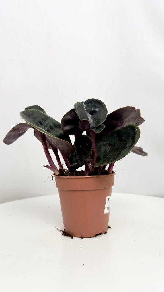 Geogenanthus cilliatus Midnight Pearl