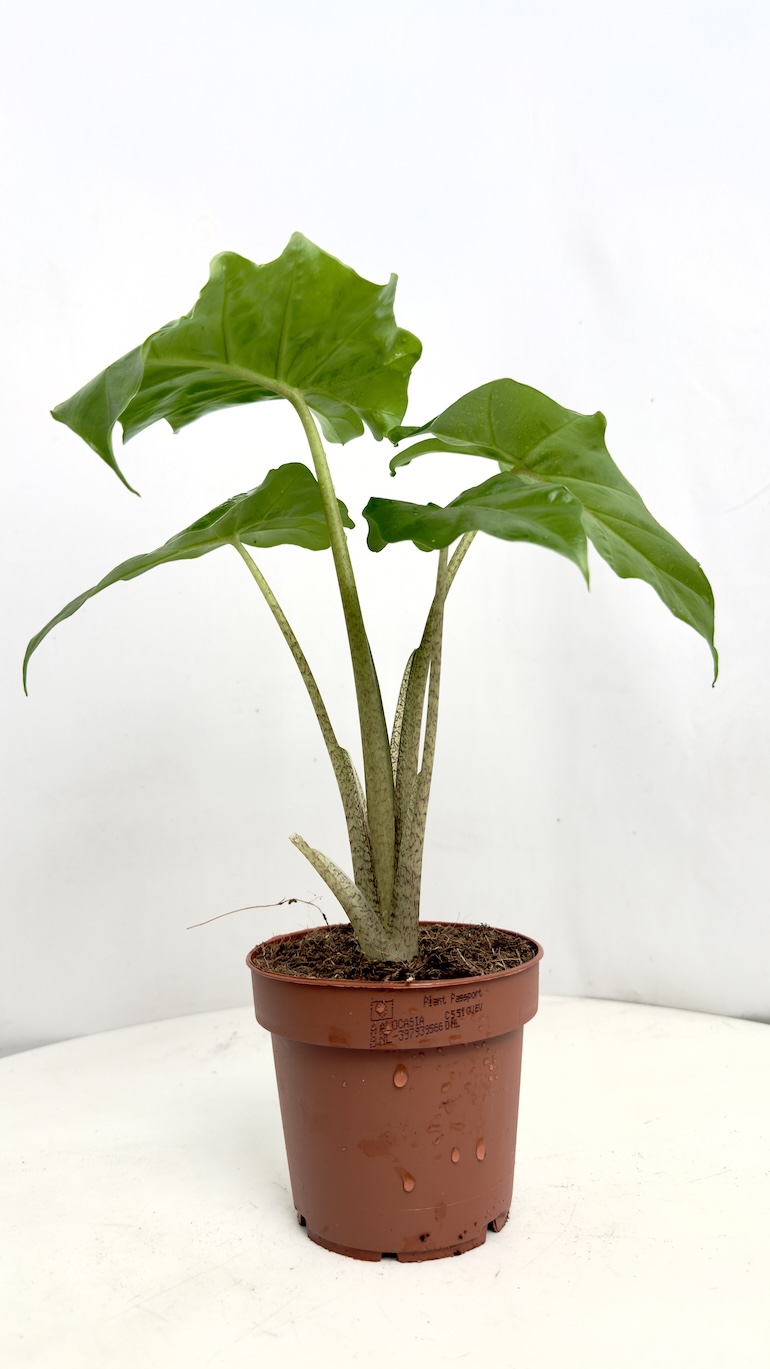 Alocasia Portodora 12/25cm