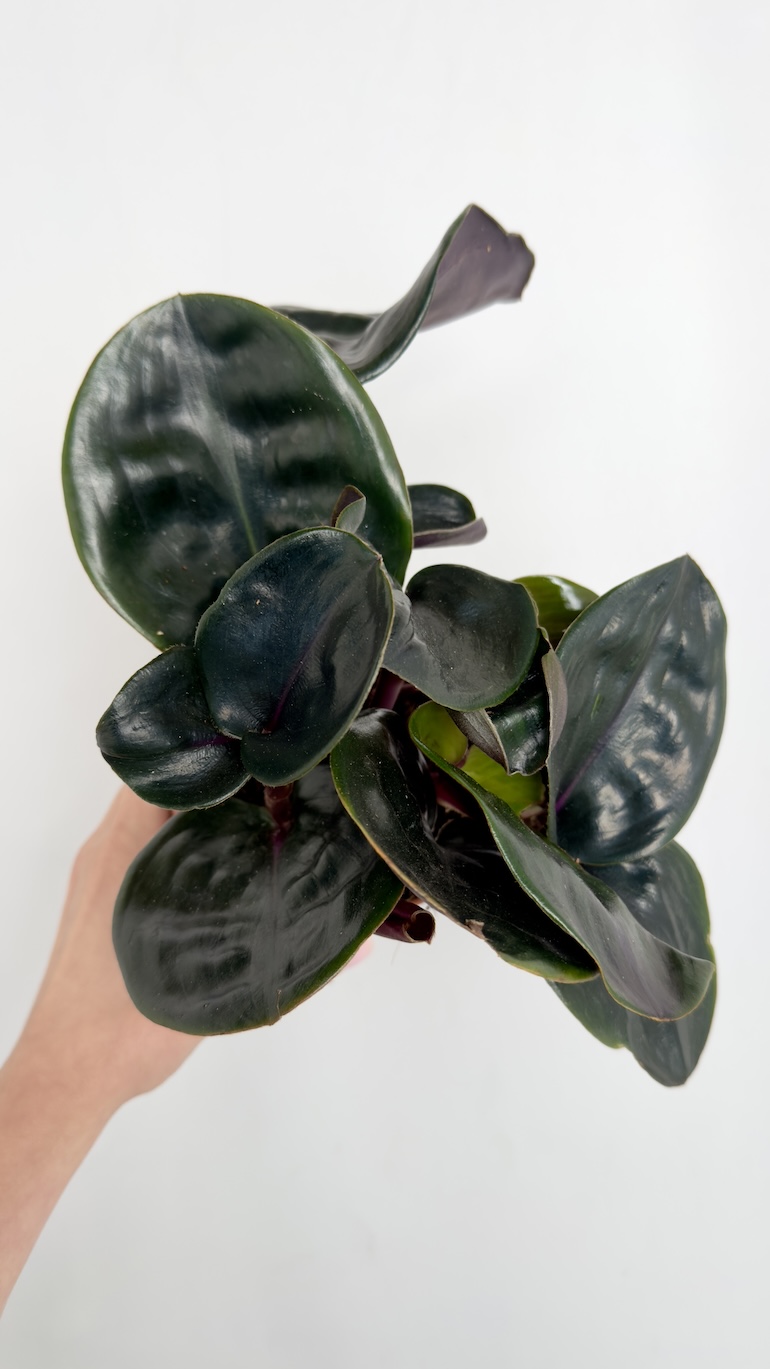Geogenanthus ciliatus Midnight Pearl