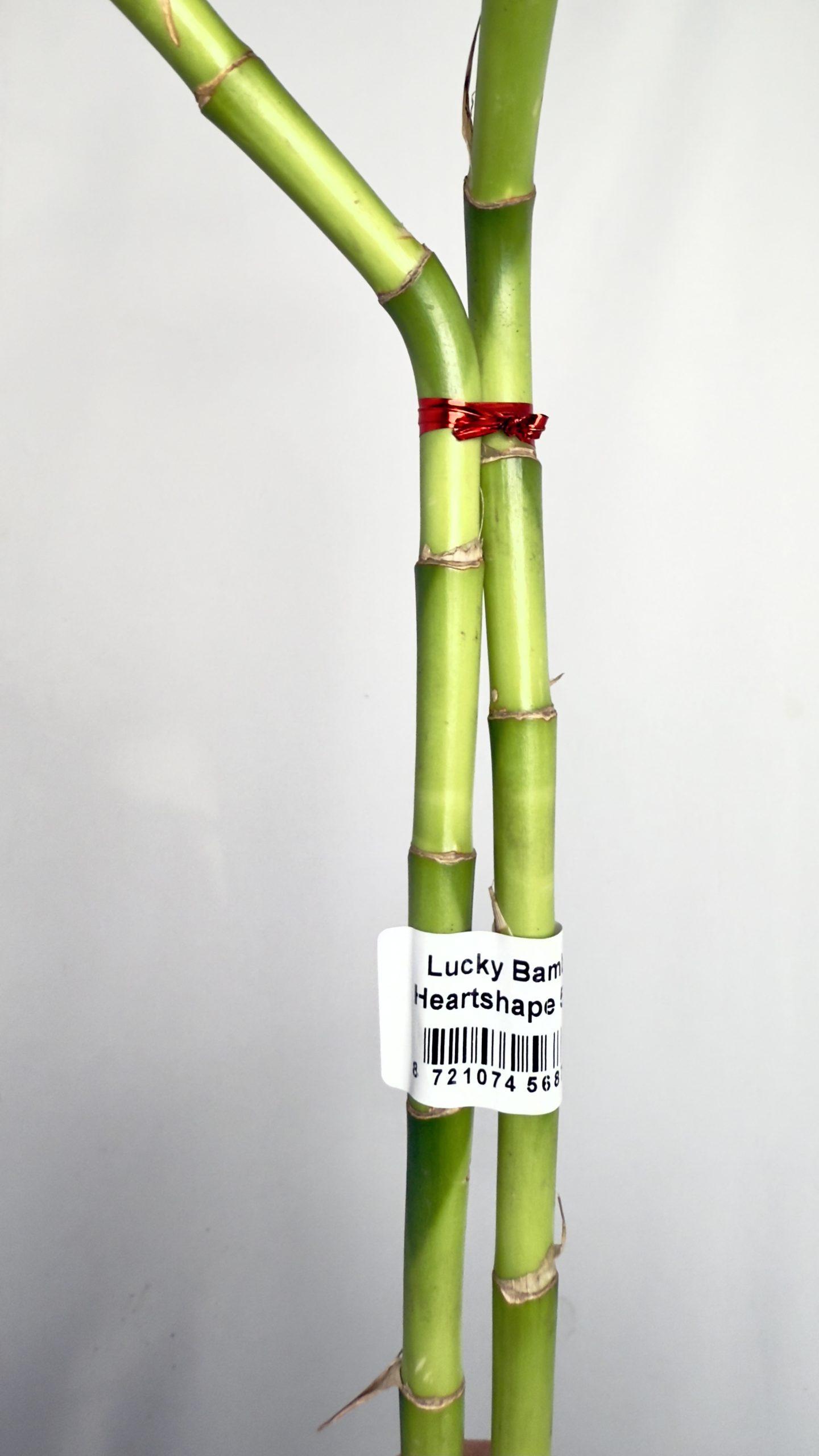 Lucky Bamboo Heartshape