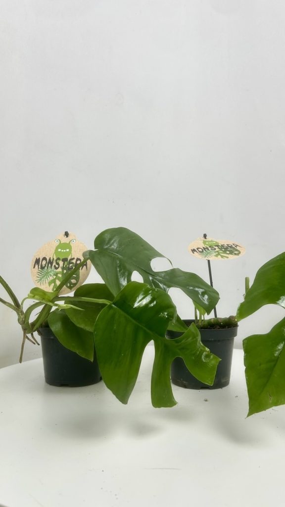 Monstera Minima 2szt Adopcja