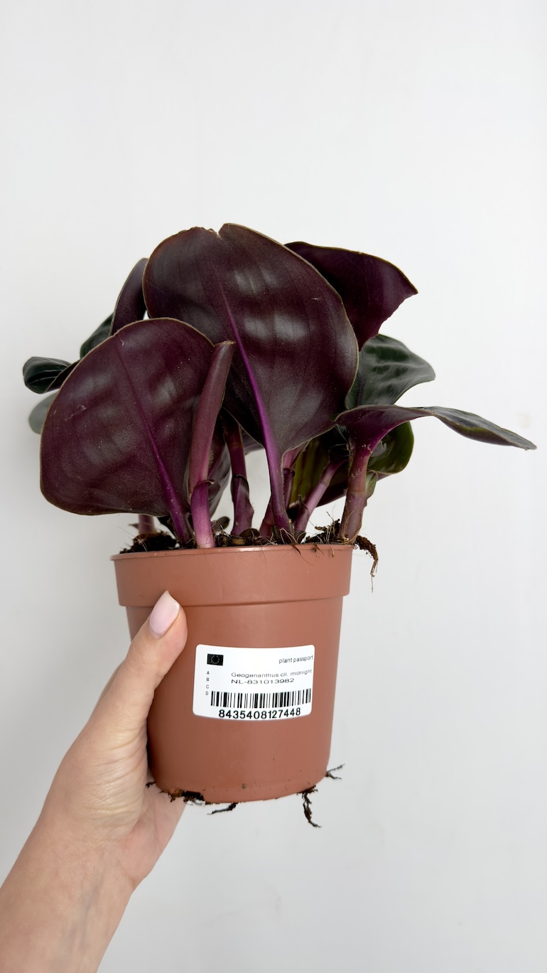 Geogenanthus ciliatus Midnight Pearl