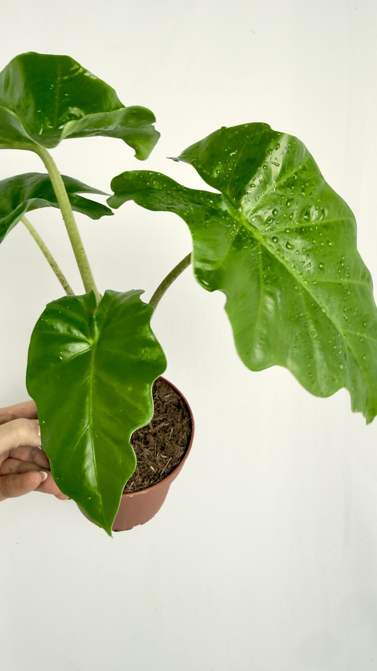 Alocasia Portodora 12/25cm