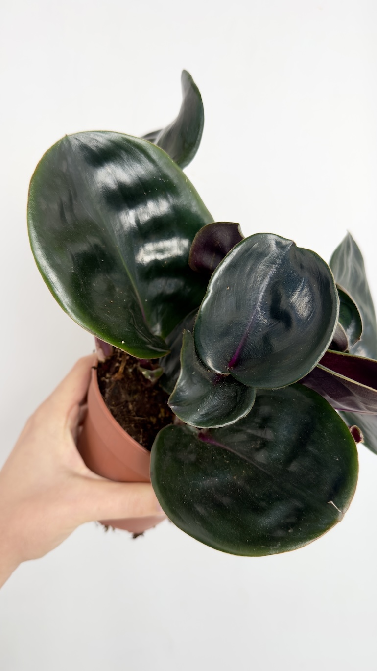 Geogenanthus ciliatus Midnight Pearl