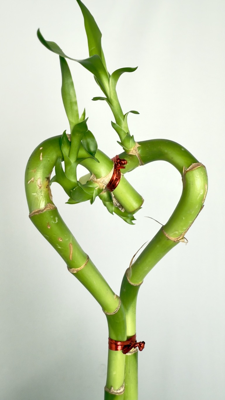 Lucky Bamboo Heartshape