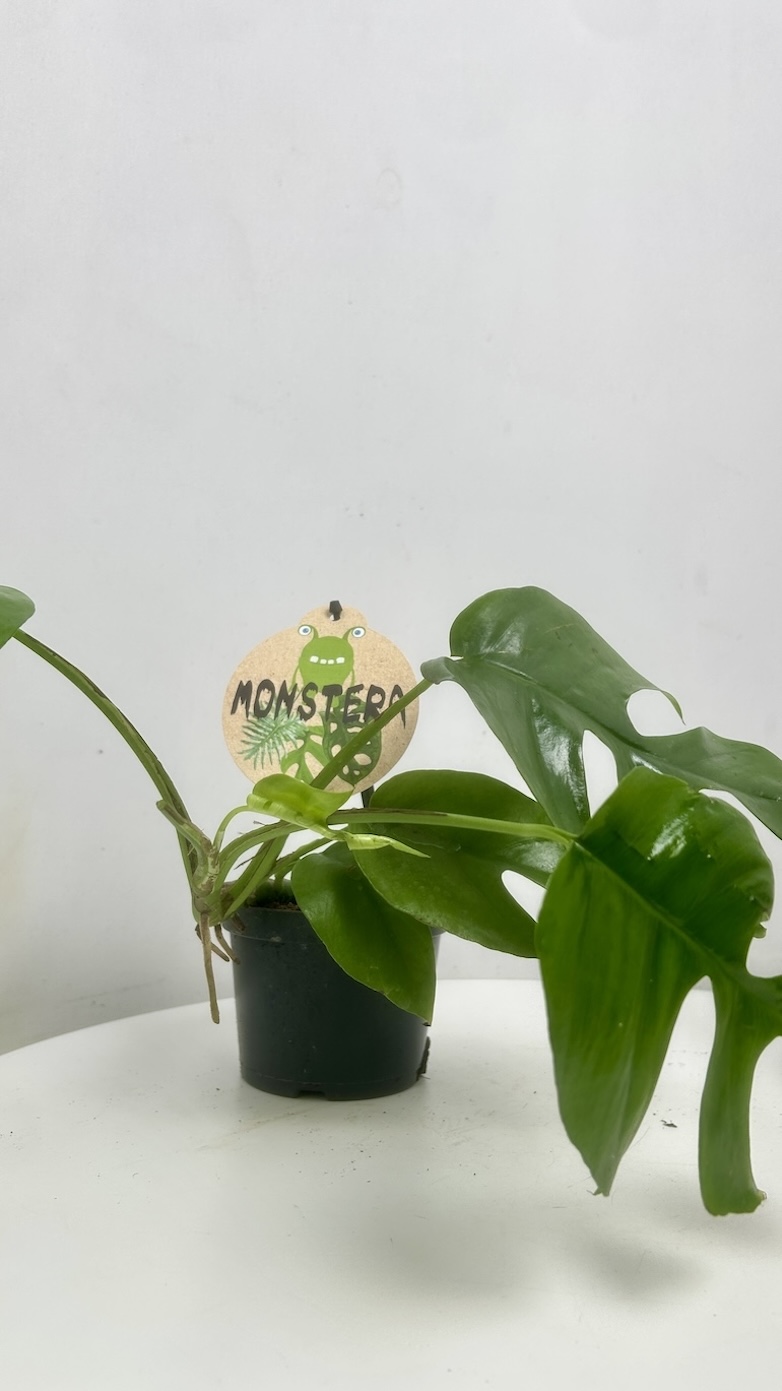 Monstera Minima 2szt Adopcja