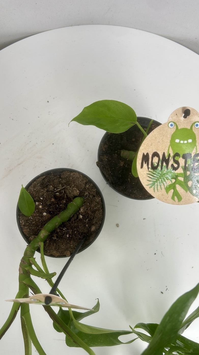 Monstera Minima 2szt Adopcja