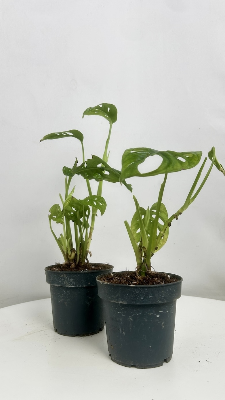 Monstera Monket Mask 2szt Adopcja